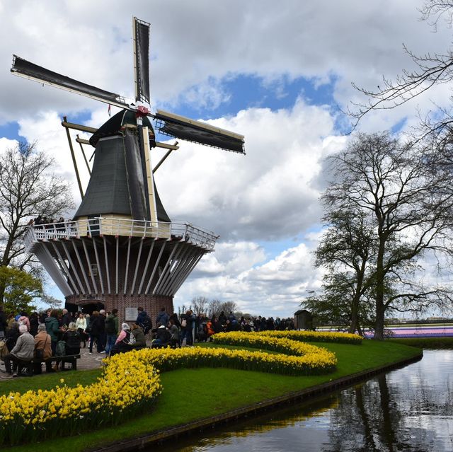 キューケンホフ公園(keukenhof)とてもチューリップが綺麗でした🌷