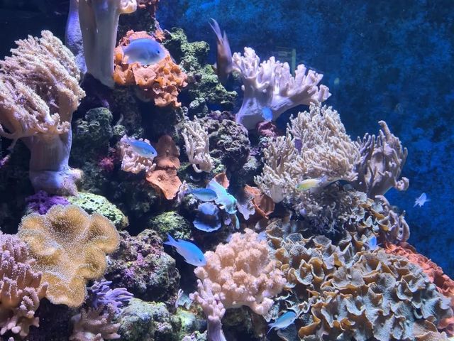 Must Visit: Cairns Aquarium 🇦🇺