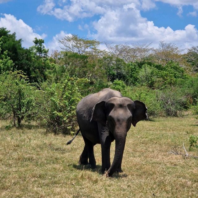 Elephant Safari in Sri Lanka