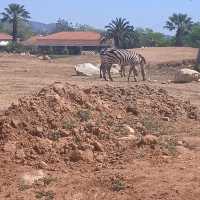 Attica Zoological Park 🐪