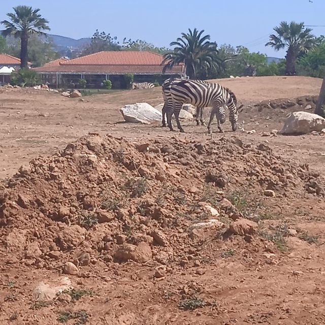 Attica Zoological Park 🐪