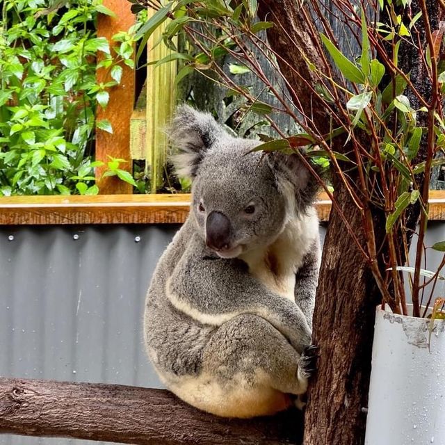 WoW: Kuranda Koala Gardens 🇦🇺