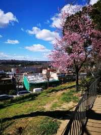 Blooms in Madrid: Cherry Delight