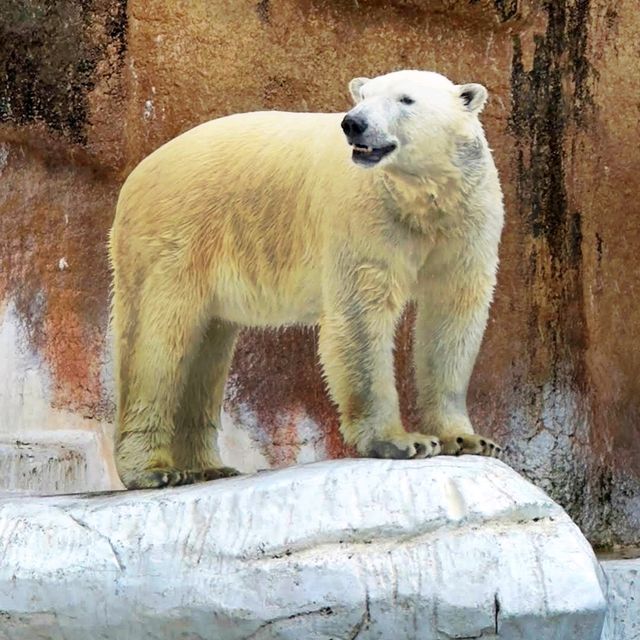 🦚天王寺動物園🦨巿中心欣賞200 多種動物不是夢🦓