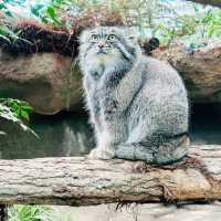 🐨神戶動物王國🦁超近距離接觸可愛動物🦝