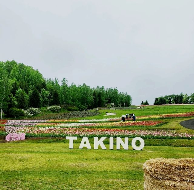 🌸國營瀧野鈴蘭丘陵公園🌸一整片鬱金香花海