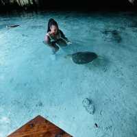 Swim with turtles in Zanzibar 🇹🇿