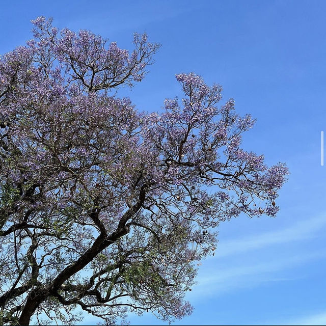 <葡萄牙 Lisbon 🇵🇹> 漫天飛花 💜