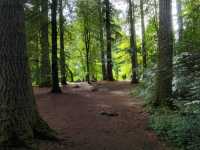 Evergreen Scotland 