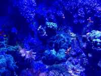 Crazy Creatures of the Aquarium 