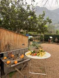 A citrus farm in Sollèr, Mallorca!🍋🍊