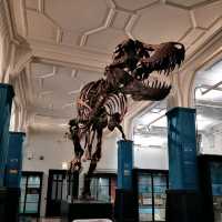 Manchester Museum – A Walk Through Time