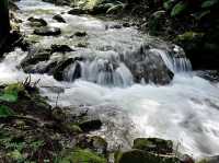 A beautiful mountain stream rich in nature
