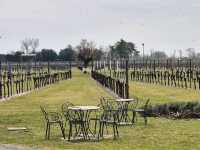 Bees are at work in this local italian winery!