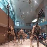 An excellent dinosaurs collection in Shanghai Natural History Museum 