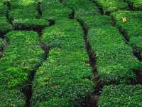 Step into a Fairytale: Exploring the Mossy Forest of Cameron Highlands