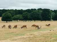 Richmond Park: Royal Nature, Wild Deer & Epic Views