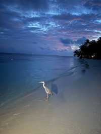 Vilamendhoo Island Resort — Where the Reef Speaks Louder Than Words