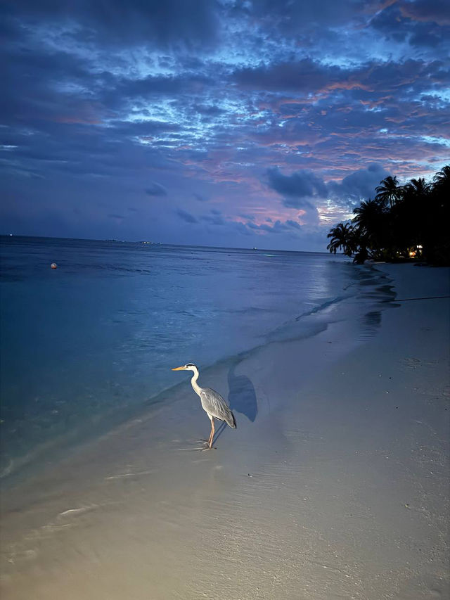 Vilamendhoo Island Resort — Where the Reef Speaks Louder Than Words