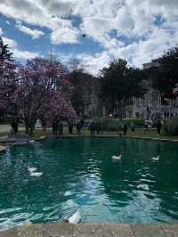 🌸 Magnolia Season at Ihlamur Kasrı: One of Istanbul’s 