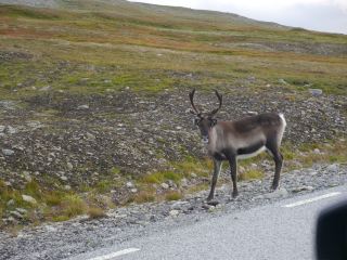 Wilderness Road in Scandinavia
