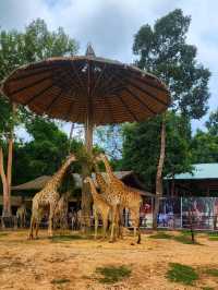 A morning with giraffes at Vinpearl Safari Phu Quoc