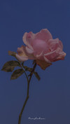 lovewee_