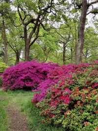 Richmond park - London