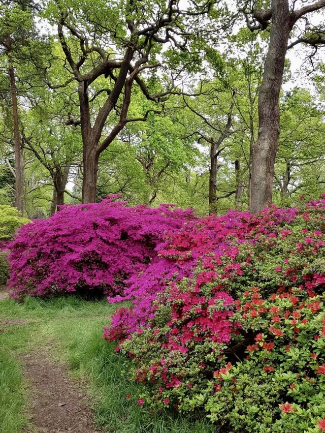 Richmond park - London