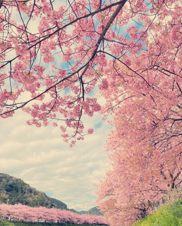 Japan's cherry blossoms are in full bloom, won't you come?