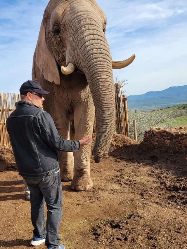 How close can you get to the elephants?