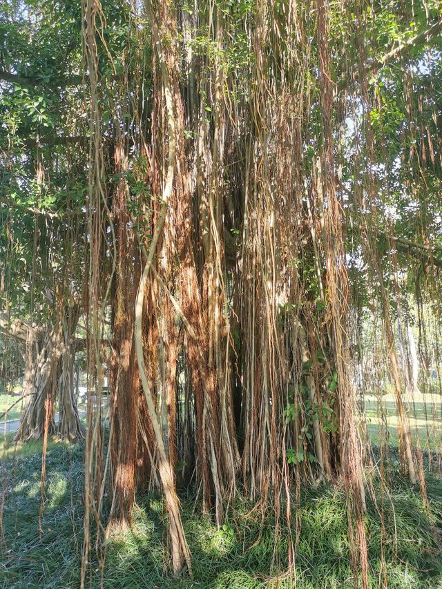 南寧南湖公園