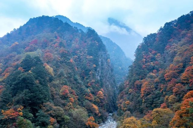 芦山的大深山裡的彩林秘境：大川河
