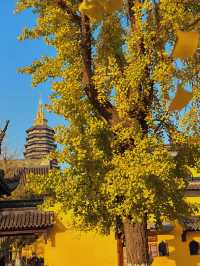 走進秋日意境，感受初冬氣息！常州天寧寺旅遊拍照攻略