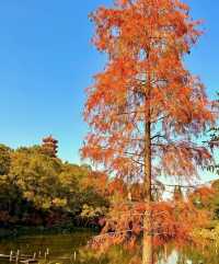 親近大自然，深圳仙湖植物園帶你遠離城市喧囂！