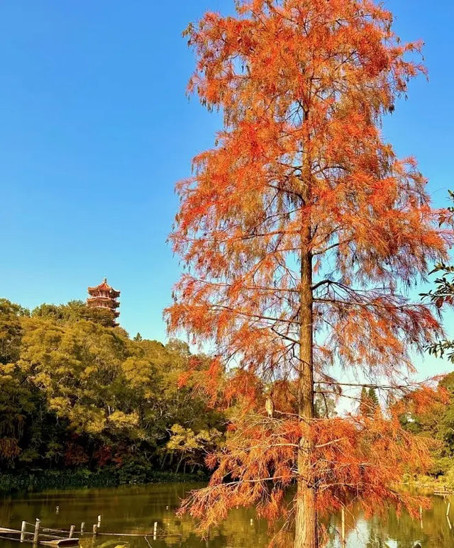 親近大自然，深圳仙湖植物園帶你遠離城市喧囂！