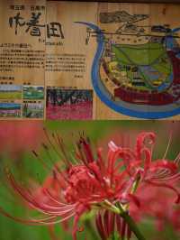 【就愛逛公園】巾著田彼岸花公園：500萬曼珠沙華驚艷絕美