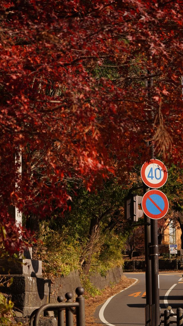 【紅葉季·紅葉狩】日光國立公園：一樹一樹的秋色如火如荼…