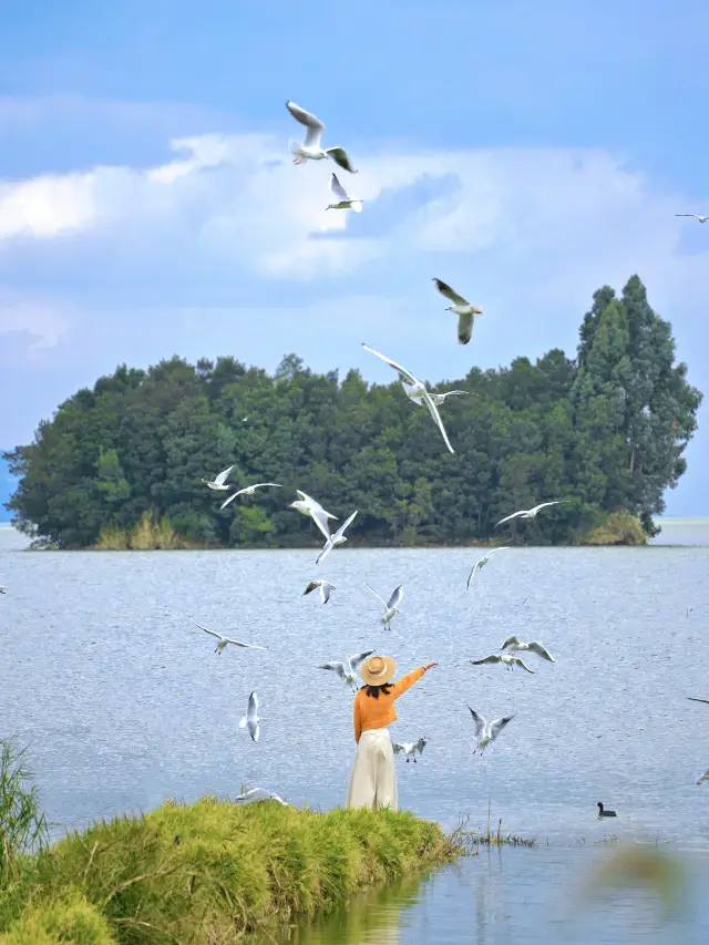 Life advice: You must feed the seagulls when you come to Kunming, with a guide attached