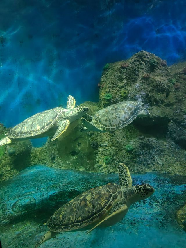 來這裡看海龜，亞洲大陸唯一的國家級海龜自然保護區