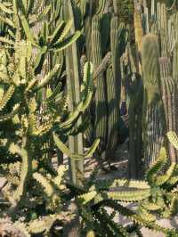 廈門【這樣逛植物園，不踩雷】