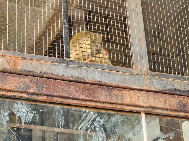 一頓午餐錢就可以逛的北京動物園