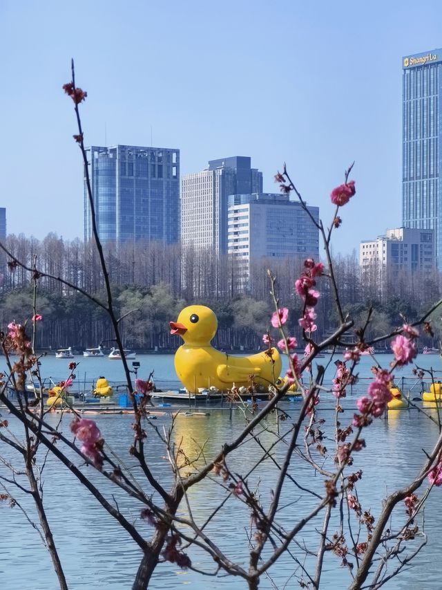 叮咚！南京玄武湖的早櫻悄悄開放咯！