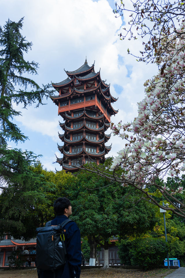 春遊記成都地鐵直達塔子山公園玉蘭花來啦