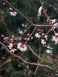 春天賞花必去公園-中山公園