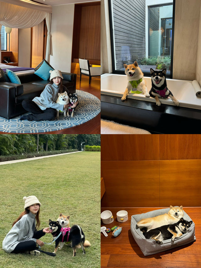 在深圳…帶狗子來個staycation吧！