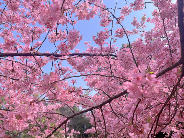 武漢東湖花園櫻花實況