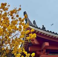 廣州光孝寺的黃風鈴開得真美