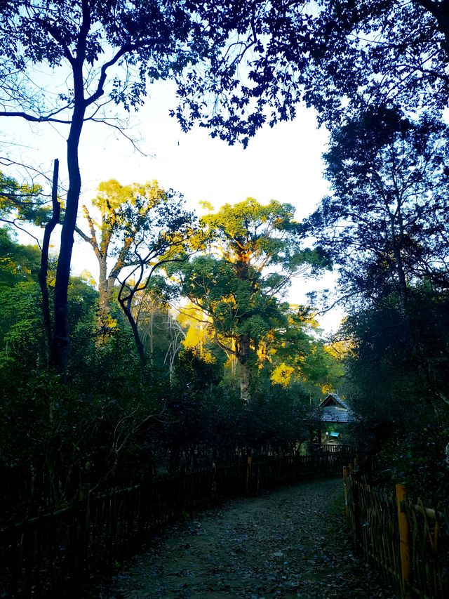 雲南·景邁山 | 住在風景裡