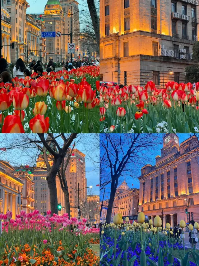 上海市中心的秘密花園：大寧公園鬱金香花海